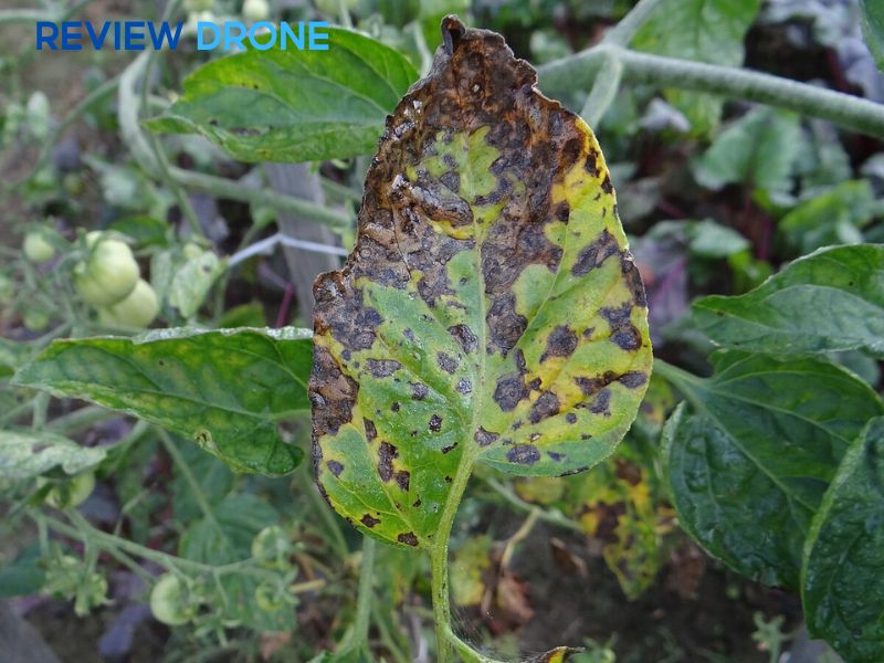 ​​​​​​​Bệnh đốm lá, cháy lá