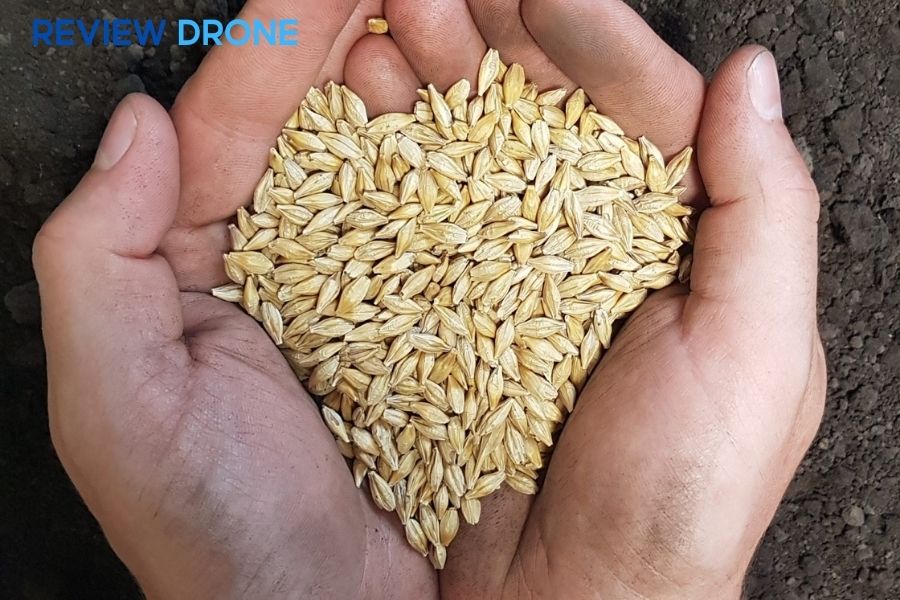 Cách gieo mầm lúa mạch bằng máy bay nông nghiệp