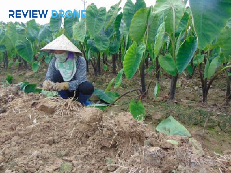 Hướng dẫn phun thuốc khoai sọ hiệu quả và nhàn hạ cho bà con