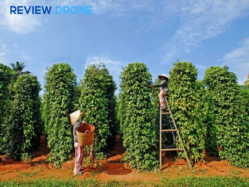 Kỹ thuật phối trộn thuốc