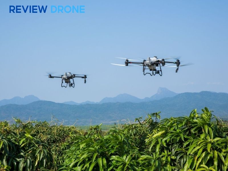 phun thuốc cho cây tiêu